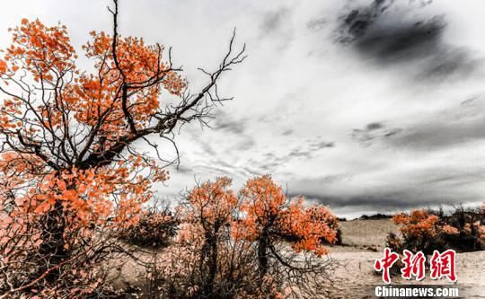 世界海拔最高最远古胡杨林景区迎客试运行