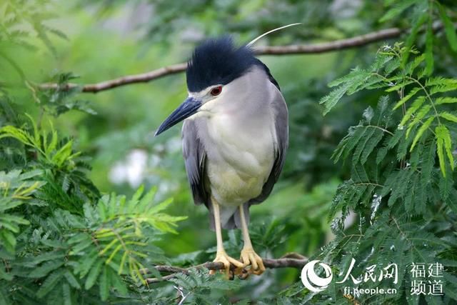  「自然保护区」“爱鸟周”来了 厦门381种鸟类闹春万物苏