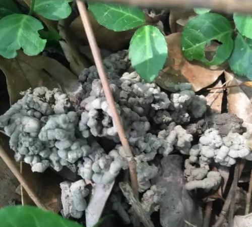  「路边」养花不用施肥,路边捡点它就够了,绿萝吊兰一长就是一大盆!