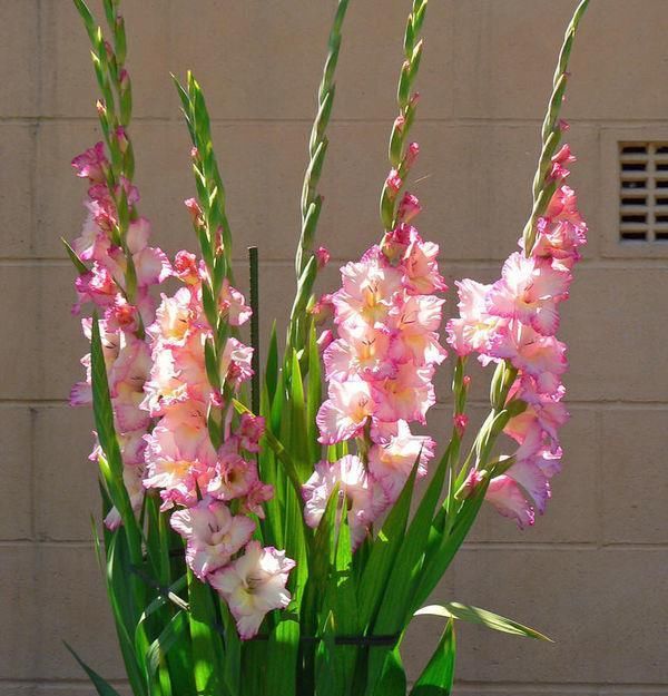  『小花』居家养这几款小花，观赏价值高花期长，年年开花不断，花色多又艳
