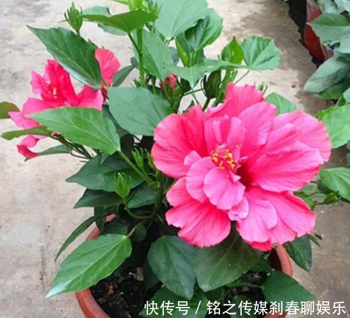 『烂漫』“3种花”很适合阳台养,花香四溢,花朵烂漫迷人,开花一簇簇!