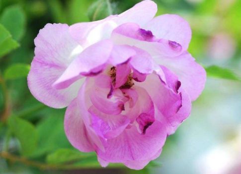 『美艳』?喜欢养花家里就种这些花朵,花开美艳迷人,花朵又大又美,还香