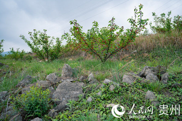  大方@贵州大方：千亩荒山变果园 拓宽群众致富路