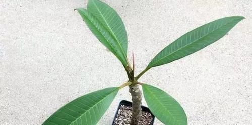  「家里」花朵迷人芬芳的鸡蛋花，还能用枝条培育成家里的盆栽