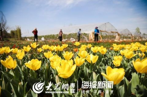  「郁金香」45秒|美到舍不得眨眼！枣庄的郁金香开了