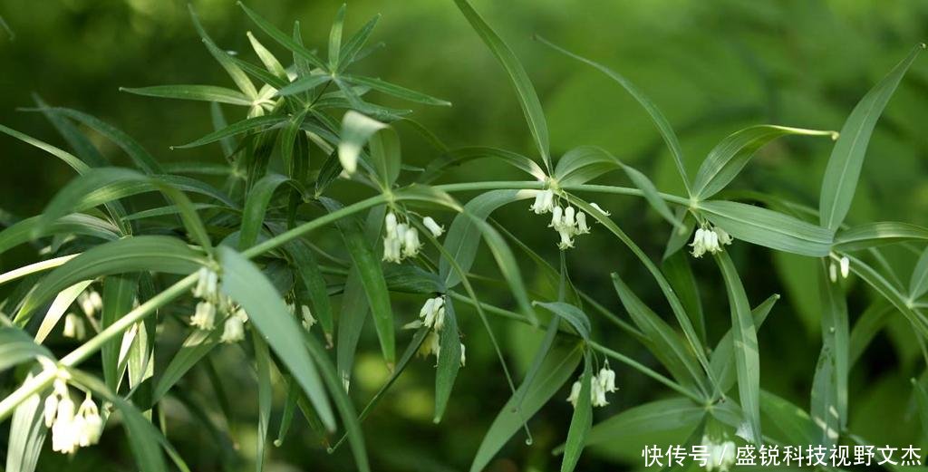  「黄精」我国一种植物野生很多，收购价格便宜卖价高，外国人想