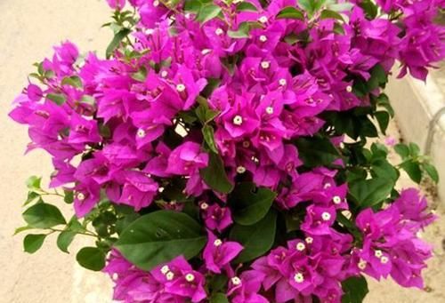 三角梅|三角梅不开花?给它使劲虐,花芽呼呼长,开出层叠群花