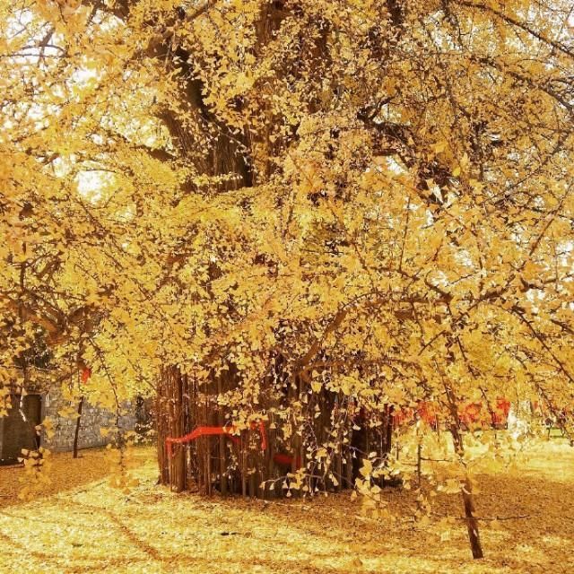 西安这颗银杏树，又双叒叕火了!