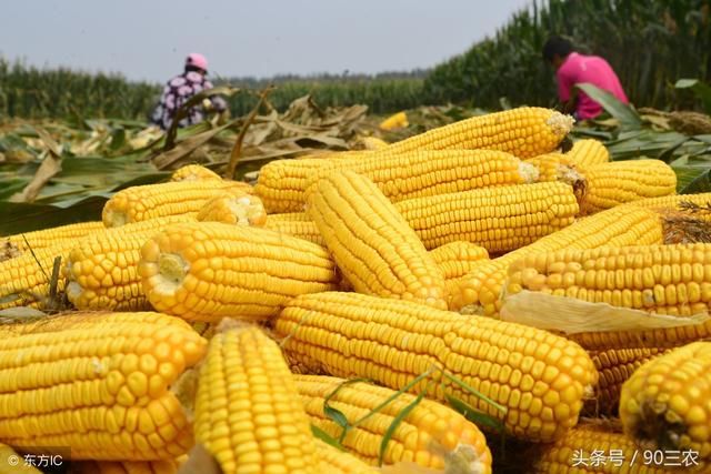农业农村部今日粮食行情：大豆和玉米价格下调，大米价格稳定