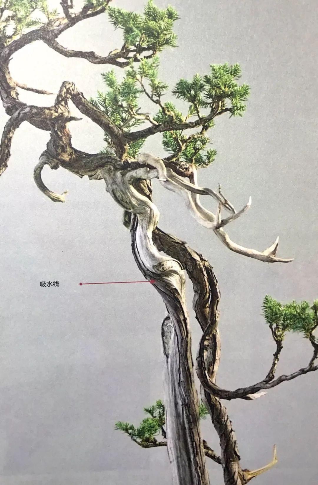 『树木』舍利干虽美，形成却残酷，向你展示舍利干盆景艰辛形成历程！