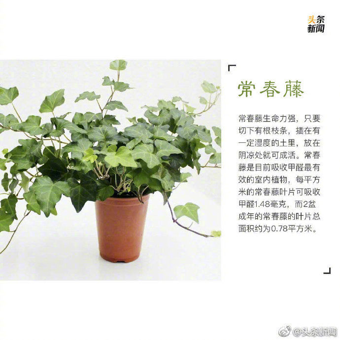  绿植：9种最宜家养的绿植 让你的家里春色满满