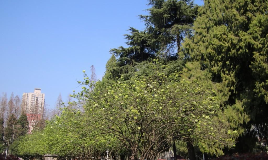 『绣球花』百花争春，绣球花也不堪寂寞