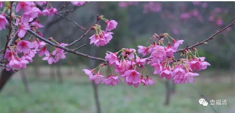 又是一年花开时！赏樱花何必远行，福清的樱花一样美艳动人！