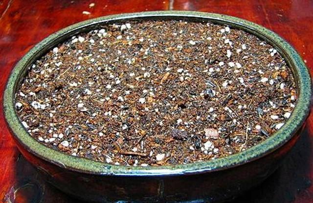  花盆中|好吃的火龙果，一块果肉，1周变别致盆栽，2年结果1大筐