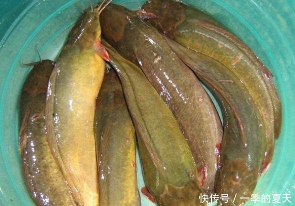 农村这5种鱼已“绝迹”，一条800元成稀罕物，有钱却买不到