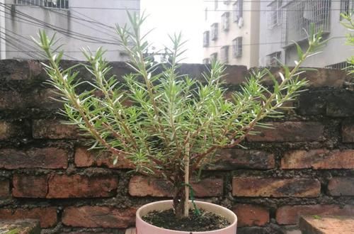  「身价」5块钱一盆的花，养1年变老桩，身价翻了上百倍！