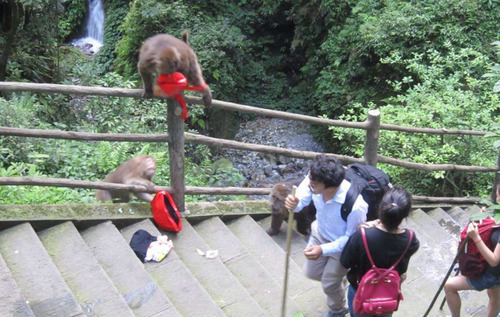 峨眉山的猴子肆无忌惮抢游客东西，千万别吝啬几元钱买竹竿