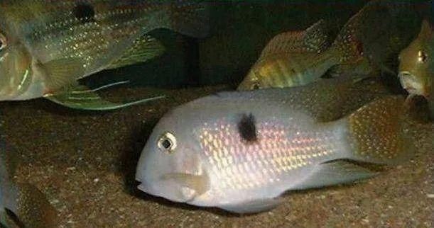  #水族市场上#美洲慈鲷之美，您细品