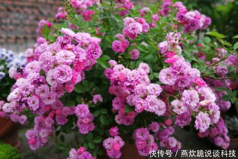  「春天」春天就养5种花，好养又漂亮，花团锦簇，人见人爱！
