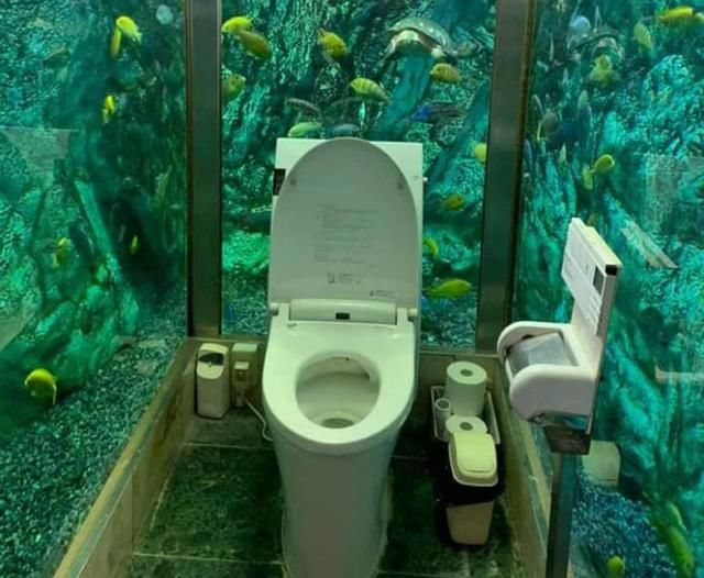 餐厅花上百万让顾客边上厕所边赏鱼 顾客数猛增却愁坏老板