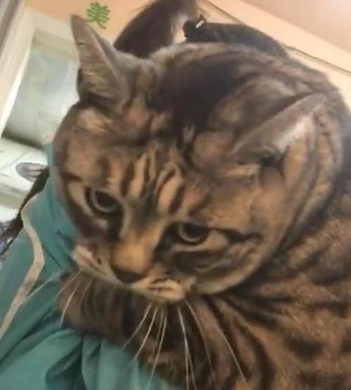  『洗澡』带猫咪洗澡，老板说猫太胖要加钱，主人不肯，等猫洗完后他愣住了