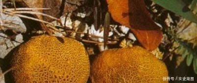  「灰包菌」这种稀罕物，在大地出现多年，价值不是一般高，极为