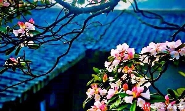  绚丽多彩■猴头杜鹃花～枝繁叶茂，绚丽多彩