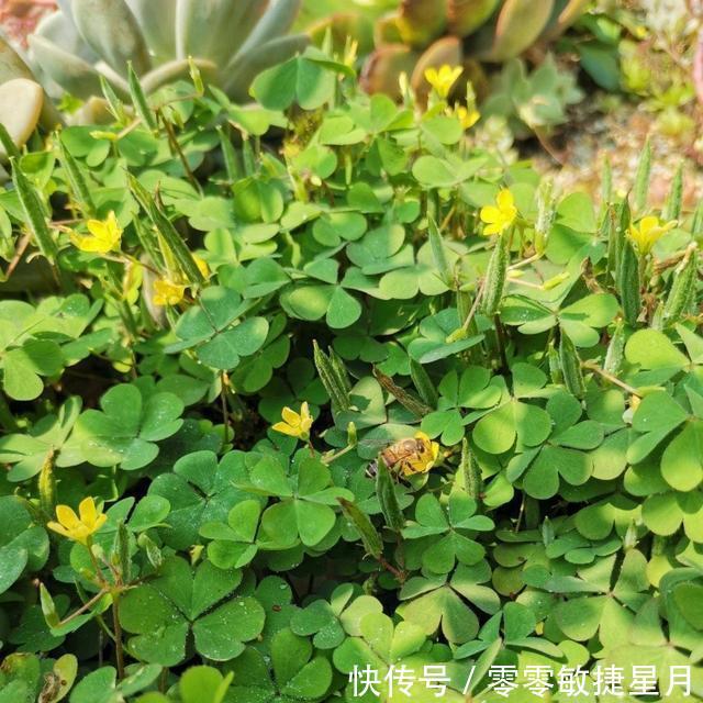 【时节】多肉在美好时节里尽情绽放吧!
