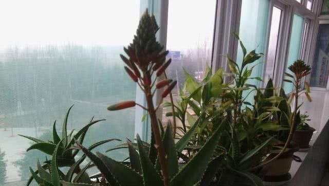 芦荟开花@你家的芦荟“开花”了吗?邻居养了2年的芦荟花箭1米,开花了