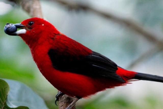  「好运」心理学：你最喜欢哪只小鸟，测出三月份你的哪种好运爆