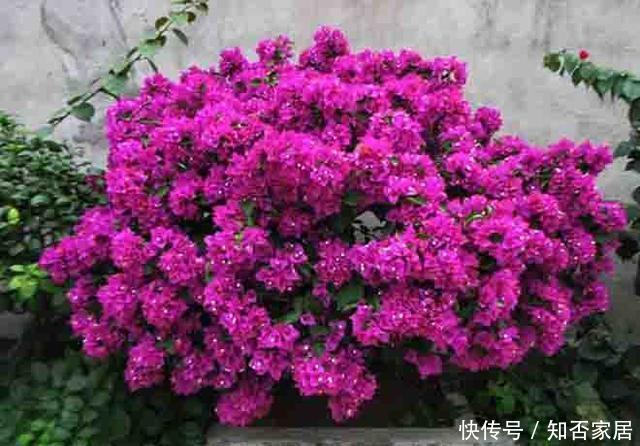  「三角梅」这3种花，个个是“拼命三郎”，越热长得越快，开爆整个三伏天