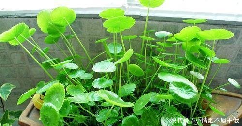 『养分』记住“3个步骤”,养出“硬币”大小的铜钱草,枝叶有劲不倒伏!