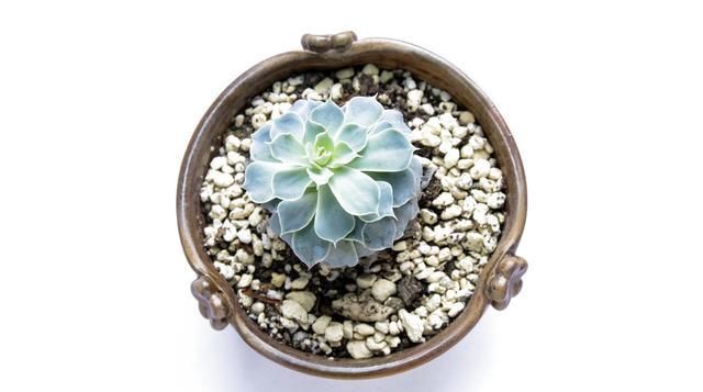  [青蓝紫]多肉植物中的“红橙黄绿青蓝紫”，各养一盆，彩虹到家
