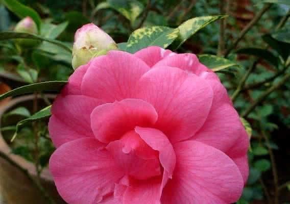  「适合」这“花”似茶似梅，花大色艳，堪比牡丹，开5个月，适合家养盆栽