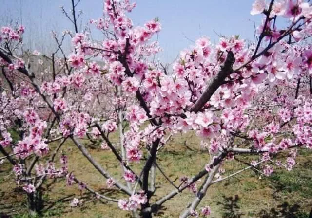 南京最大的桃花岛:一万亩桃花盛开,拥有四十多个品种!【2020热门旅游景点】