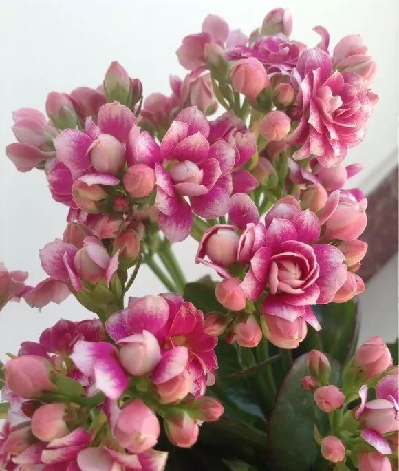  #漂亮#这4种花，一开花就停不下来，漂亮好养，是盆栽佳品！