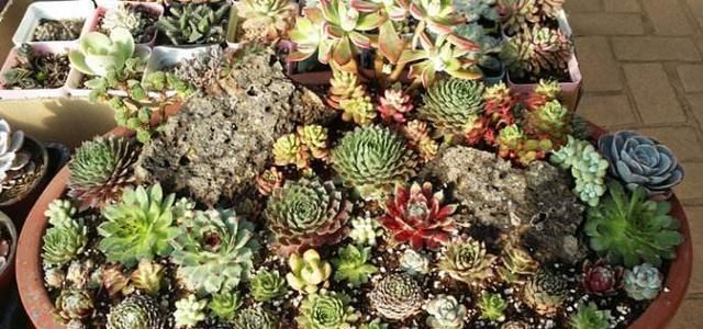  ＂promot_title＂:＂{\＂i1\＂: \＂色铅彩绘 ：长生草盆景推荐！养护简单，寓意美好！