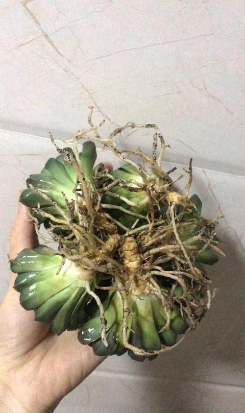  散射光好@这花太能生，根系长满一轮胎，必须要换盆！