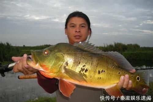 #拼命#以美丽凶悍著称的孔雀鲈,遇见鱼饵拼命追,想钓点别的鱼都困难