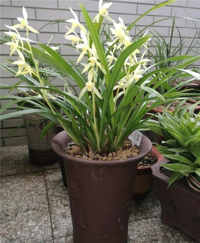  #营养#兰花是个“贪吃鬼”，吃了“它”快速爆新芽
