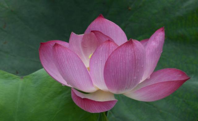  #招人#适合夏天养的3种花，开花量大能爆盆，颜色鲜艳招人爱，天天赏花