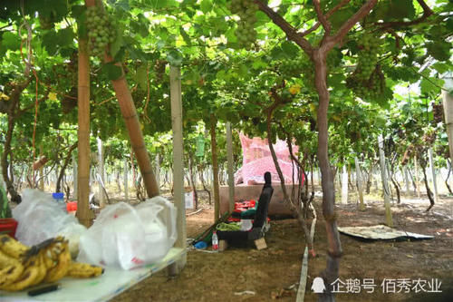 农民种植大棚葡萄，预计收入200万元，每天24小时轮流守护