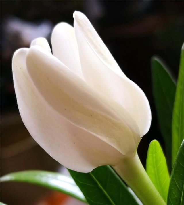 栀子花|栀子花养护技巧,学会这三招,轻轻松松爆满盆