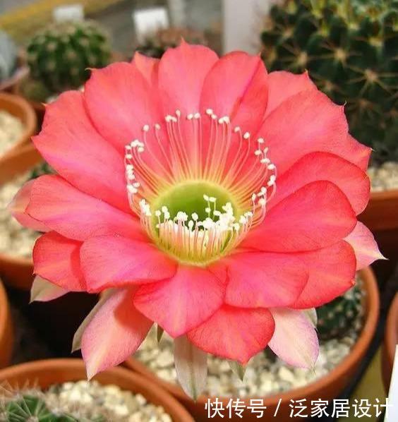 『品种』小小仙人球,品种几千个,开花似玉盘,便宜也惊艳