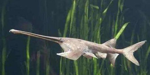  「自然保护」又一物种灭绝！长江白鲟，我们从未遇见，但听闻已