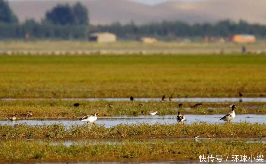 亚洲最大沙漠水库，为了建成它，青土湖完全干涸变成沙漠！