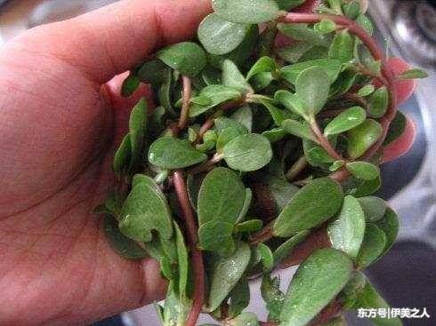 乡间到处常见的它, 睡前洗脸, 一月斑点不见, 脸蛋光滑嫩白