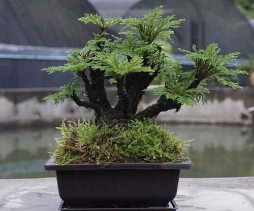  [卷柏]山坡上挖“1棵它”，种花盆里，10天浇水1次，来年增值“6倍”