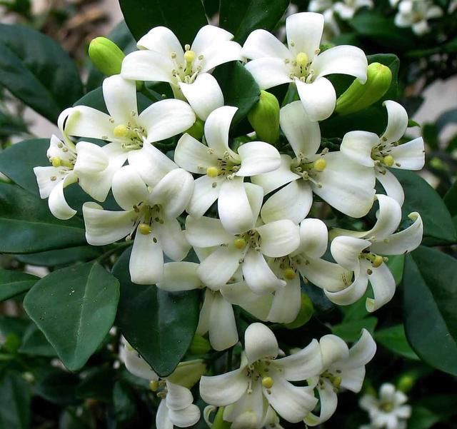  #栀子花#阳台养一盆它，比桂花栀子花还香，教你“3招”，长成盆景开满花