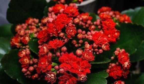  「多福」“4种花”养在家，人丁兴旺，多子多孙还多福，平步青云一整年